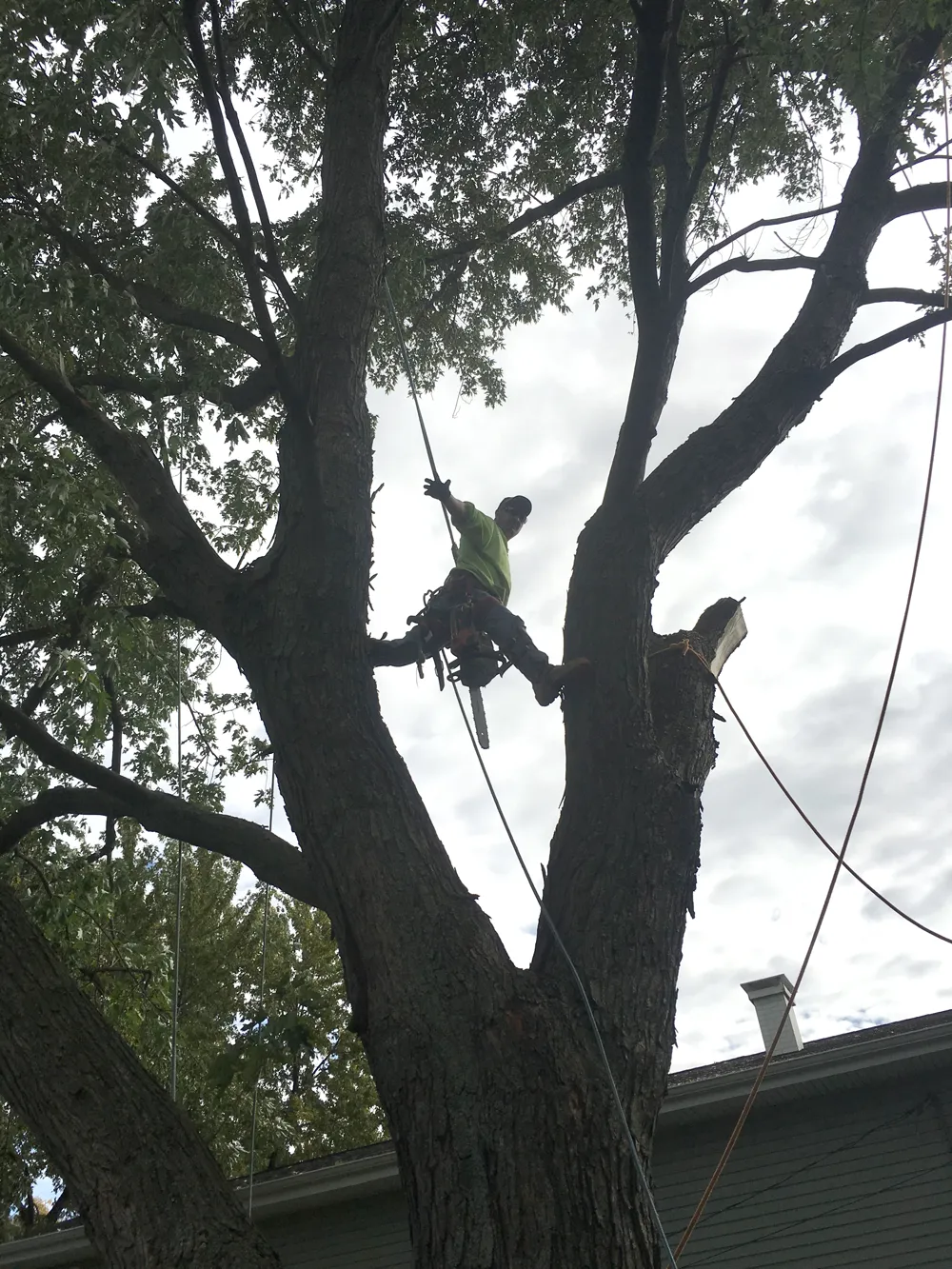 Large tree removal project in Denver neighborhood