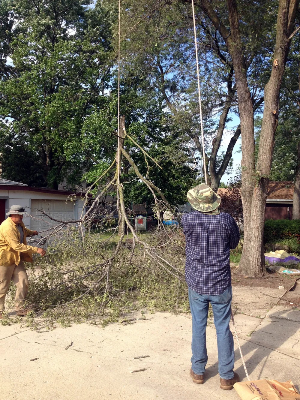 Professional tree service completed in Denver CO