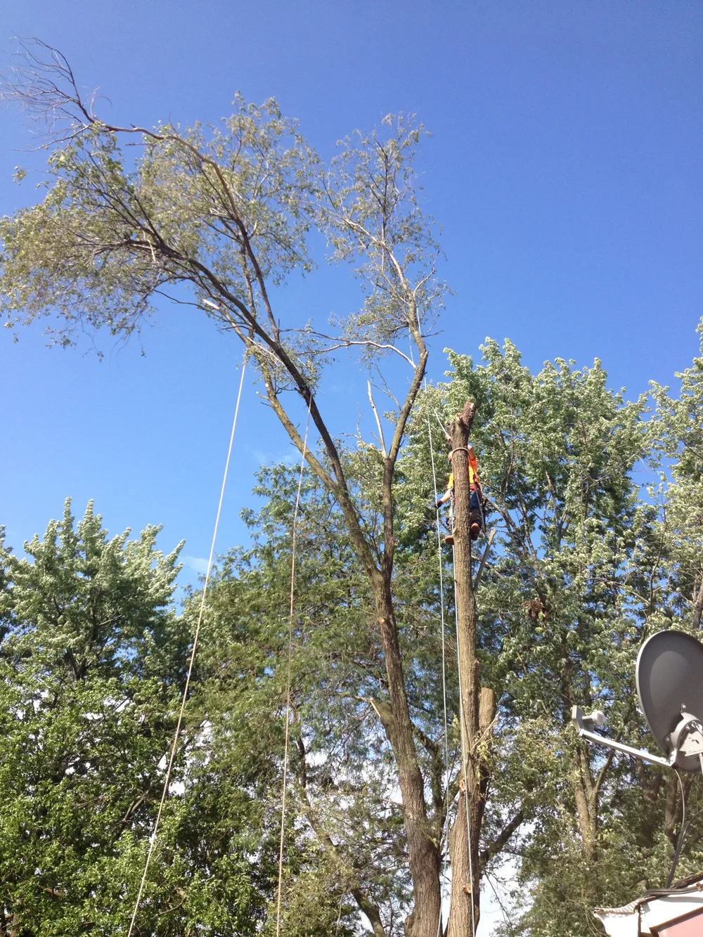 Land clearing and brush removal in Denver