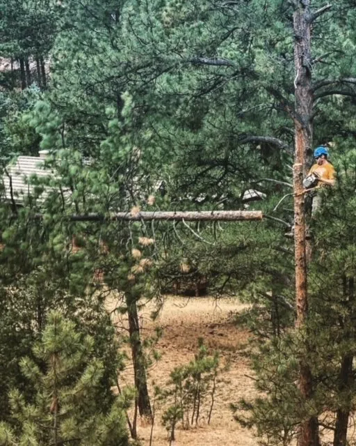 Arborist climbing pine tree for trimming in Denver